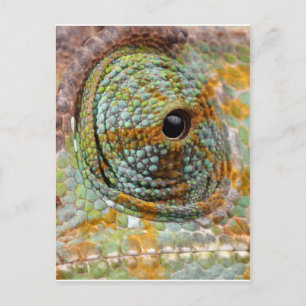 Chameleon Eye Mod Stylish Animal Postkarte