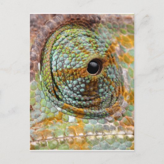 Chameleon Eye Mod Stylish Animal Postkarte (Vorderseite)