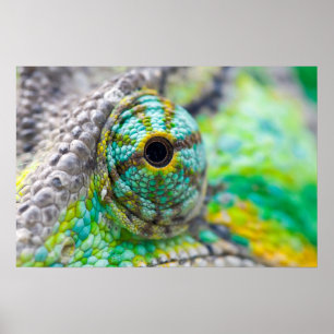 Chameleon eye poster