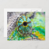 Chameleon eye postkarte (Vorne/Hinten)