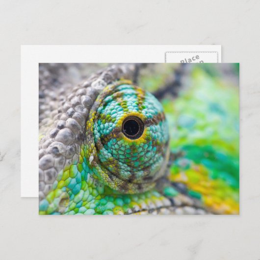 Chameleon eye postkarte (Vorne/Hinten)