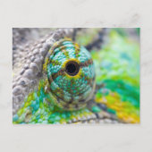 Chameleon eye postkarte (Vorderseite)