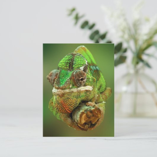 Chameleon Foto Postkarte (Stehend Vorderseite)