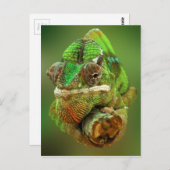 Chameleon Foto Postkarte (Vorne/Hinten)