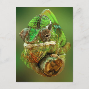Chameleon Foto Postkarte