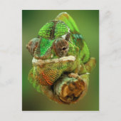 Chameleon Foto Postkarte (Vorderseite)