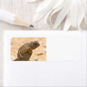 Chameleon in Namibia (Insitu)