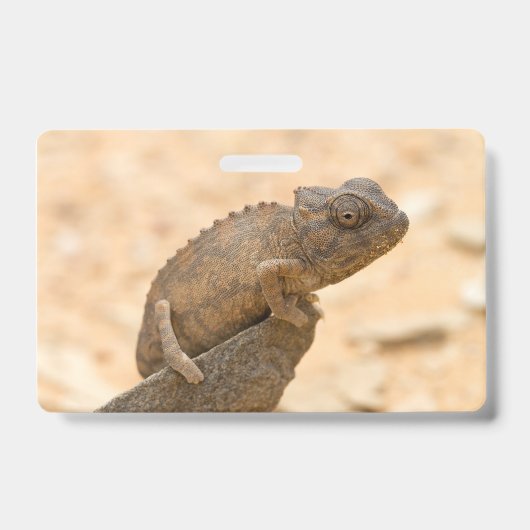 Chameleon in Namibia Ausweis (Vorderseite)