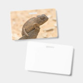 Chameleon in Namibia Ausweis (Vorder- & Rückseite)