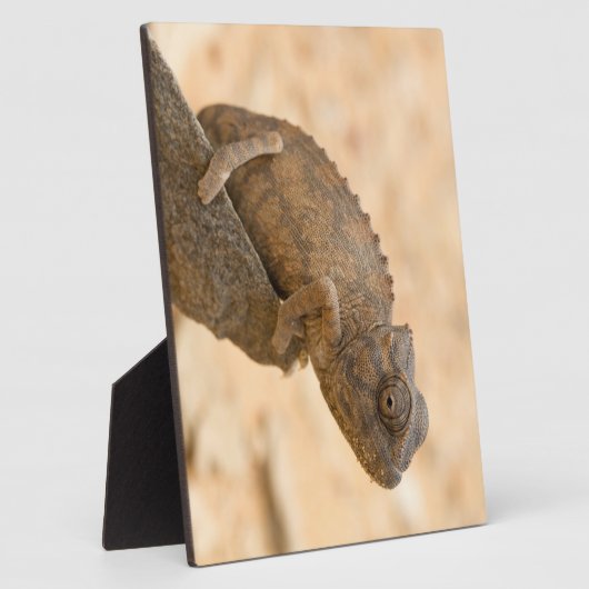 Chameleon in Namibia Fotoplatte (Seite)