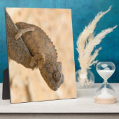 Chameleon in Namibia Fotoplatte (Seite)