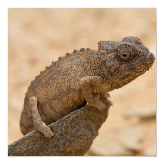 Chameleon in Namibia Poster (Vorderseite)