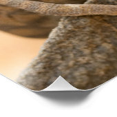 Chameleon in Namibia Poster (Ecke)