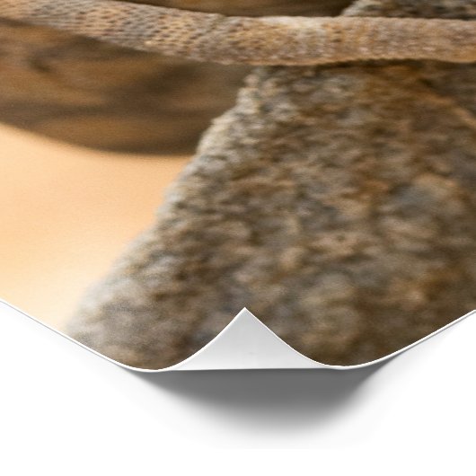 Chameleon in Namibia Poster (Ecke)