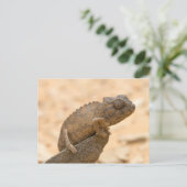 Chameleon in Namibia Postkarte (Stehend Vorderseite)
