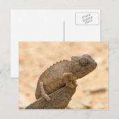 Chameleon in Namibia Postkarte (Vorne/Hinten)