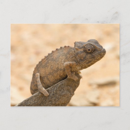 Chameleon in Namibia Postkarte (Vorderseite)