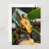 Chameleon kommt voran postkarte (Vorne/Hinten)