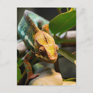 Chameleon kommt voran postkarte