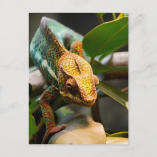 Chameleon kommt voran postkarte