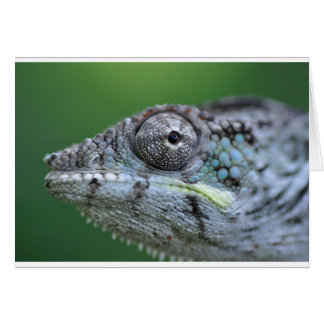 Chameleon-Portrait