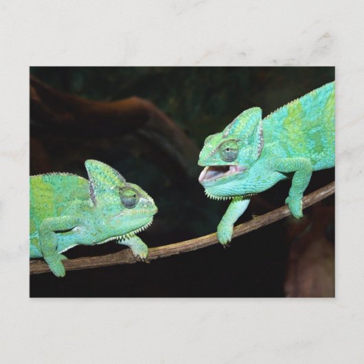 Chameleon Postcard Postkarte (Vorderseite)
