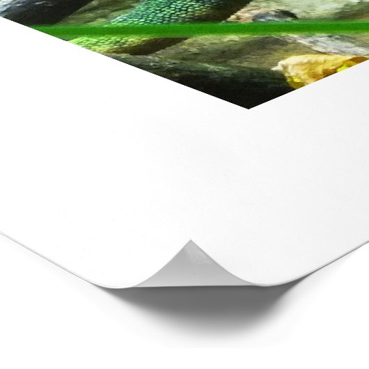 Chameleon Poster (Ecke)