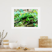 Chameleon Poster (Küche)