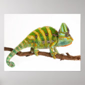 Chameleon Poster (Vorne)