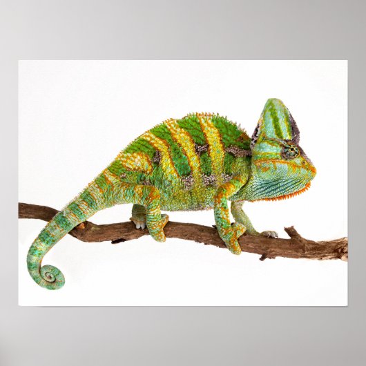 Chameleon Poster (Vorne)