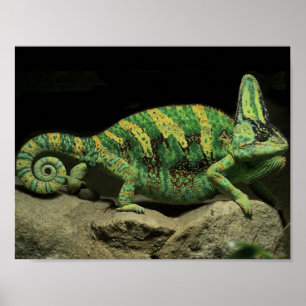 Chameleon Poster auf der Rückseite