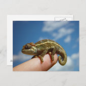 Chameleon Postkarte (Vorne/Hinten)