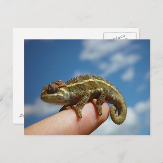 Chameleon Postkarte (Vorne/Hinten)