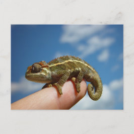 Chameleon Postkarte