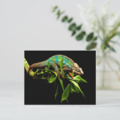 Chameleon Postkarte (Stehend Vorderseite)