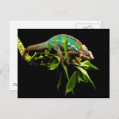 Chameleon Postkarte (Vorne/Hinten)