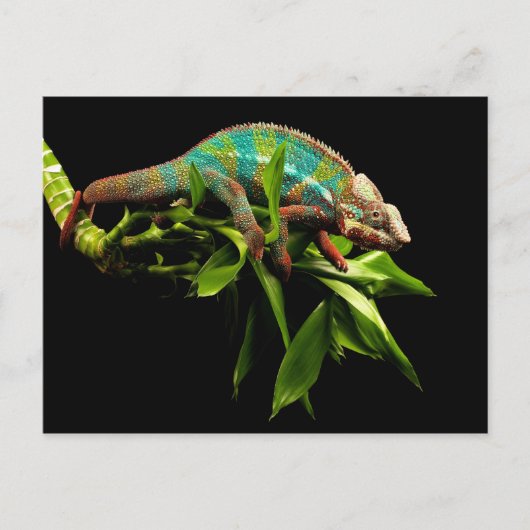 Chameleon Postkarte (Vorderseite)