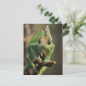 Chameleon Postkarte (Stehend Vorderseite)