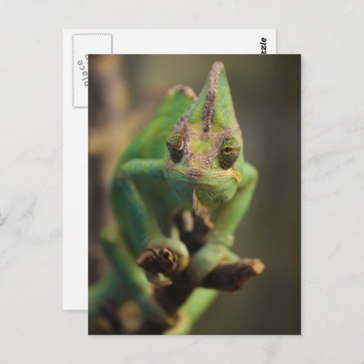 Chameleon Postkarte (Vorne/Hinten)