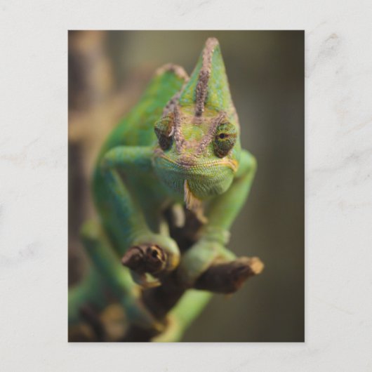 Chameleon Postkarte (Vorderseite)