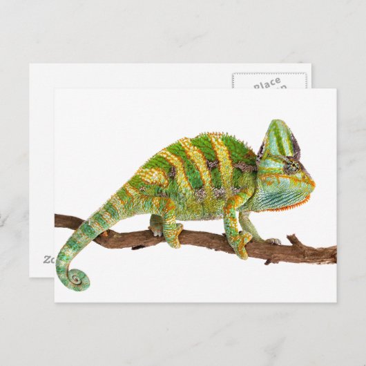 Chameleon Postkarte (Vorne/Hinten)