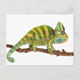 Chameleon Postkarte