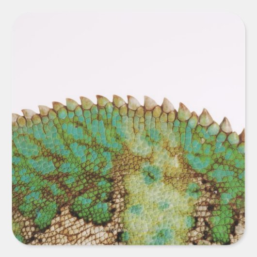 Chameleon Quadratischer Aufkleber (Vorderseite)