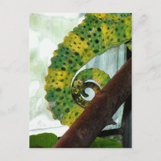 Chameleon Schwanz Postkarte (Vorderseite)