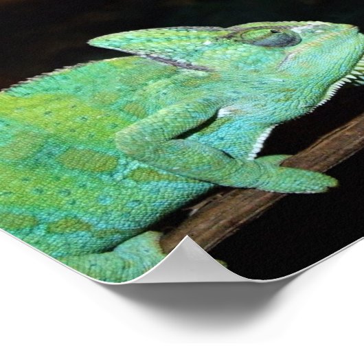 Chameleons Poster (Ecke)