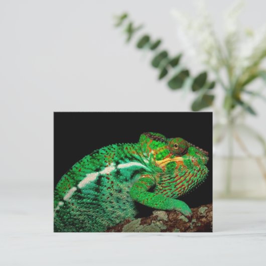 Chameleons Postkarte (Stehend Vorderseite)