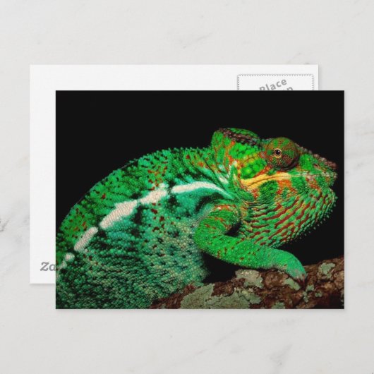 Chameleons Postkarte (Vorne/Hinten)