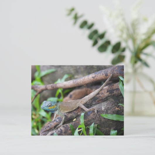 Chameleons Postkarte (Stehend Vorderseite)