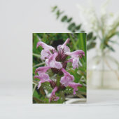 Chamisso Lousewort, Insel Unalaska Postkarte (Stehend Vorderseite)