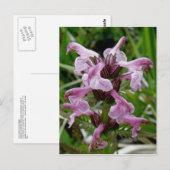 Chamisso Lousewort, Insel Unalaska Postkarte (Vorne/Hinten)